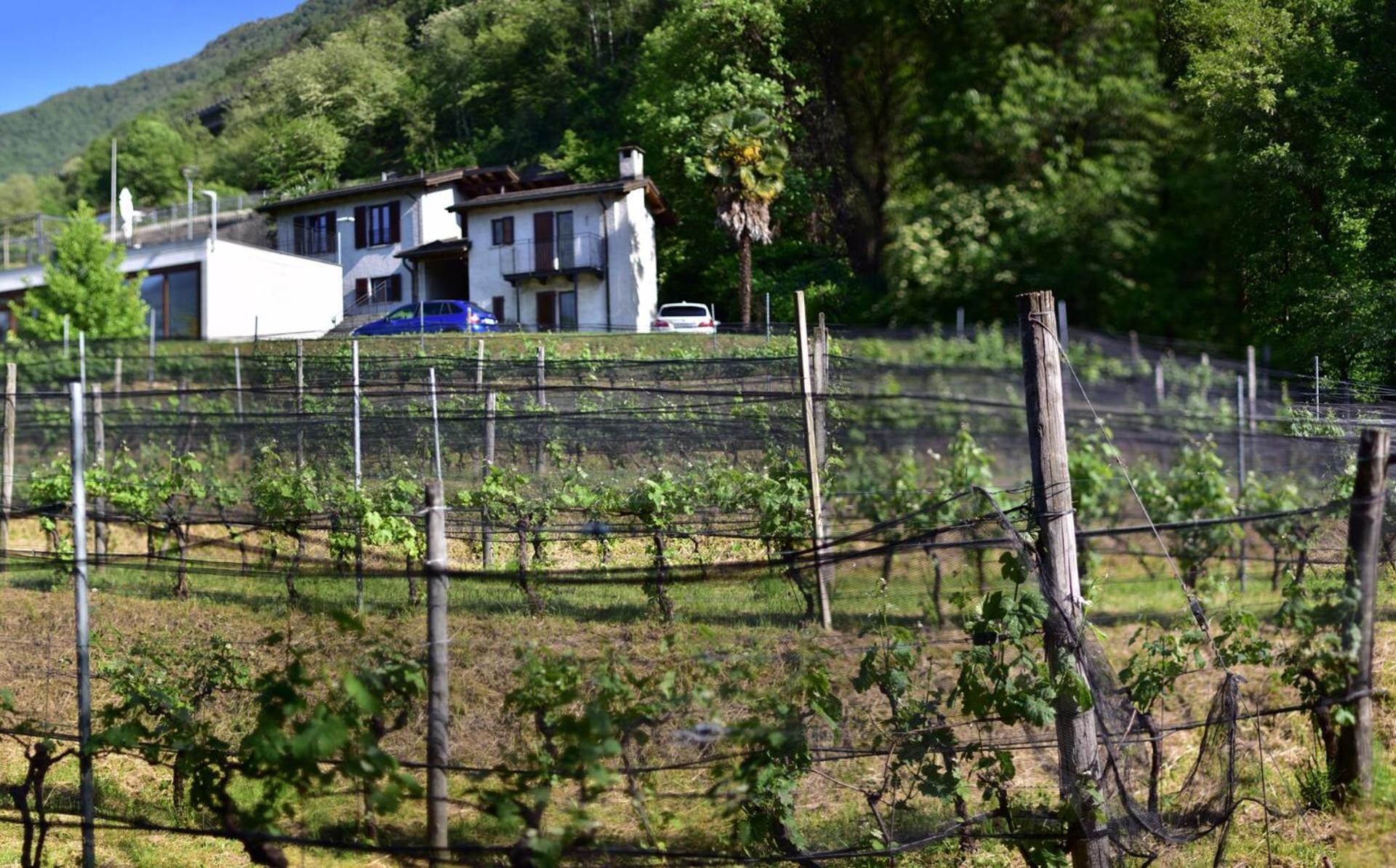 Viva Bacco Bed and Breakfast Gambarogno Eksteriør billede